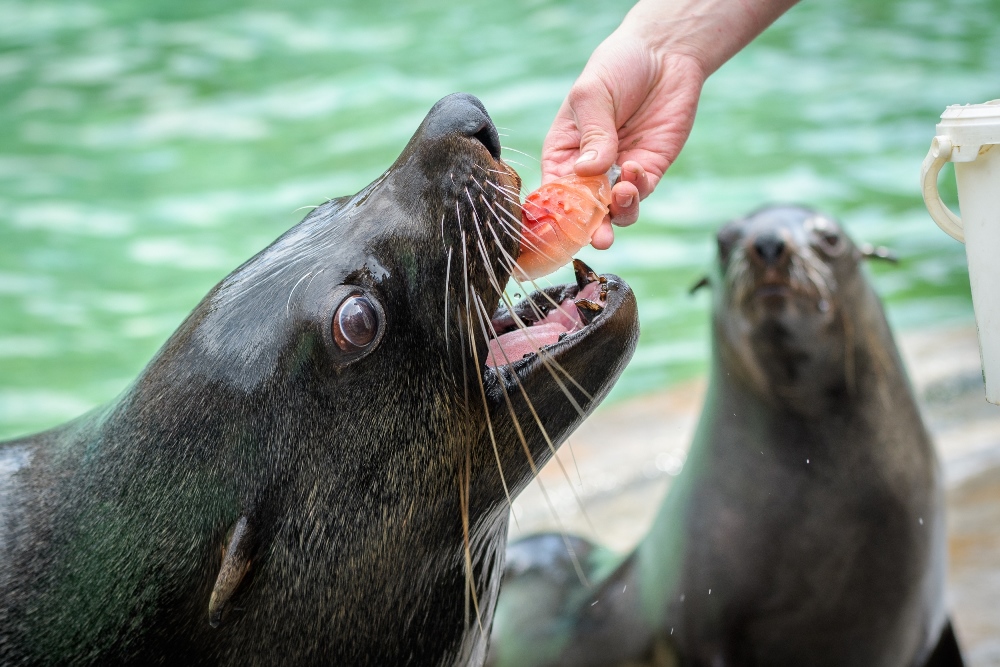 Ze skupiny lachtanů jihoafrických si nejvíce pochutnal samec Meloun. Jen co spořádal svůj příděl, už se poohlížel po dalším. Foto: Petr Hamerník, Zoo Praha