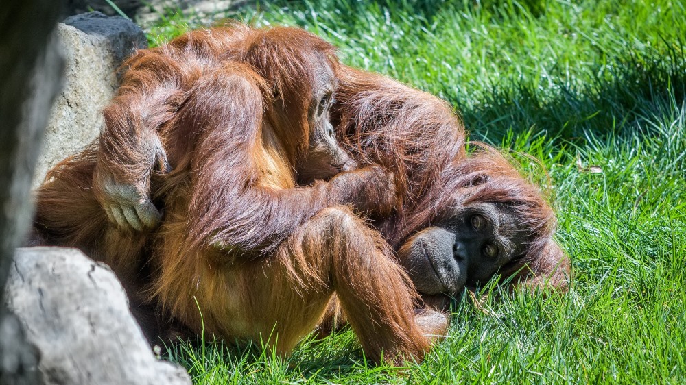 Samice Mawar ve venkovním výběhu kojí dceru Diri.  Foto: Petr Hamerník, Zoo Praha