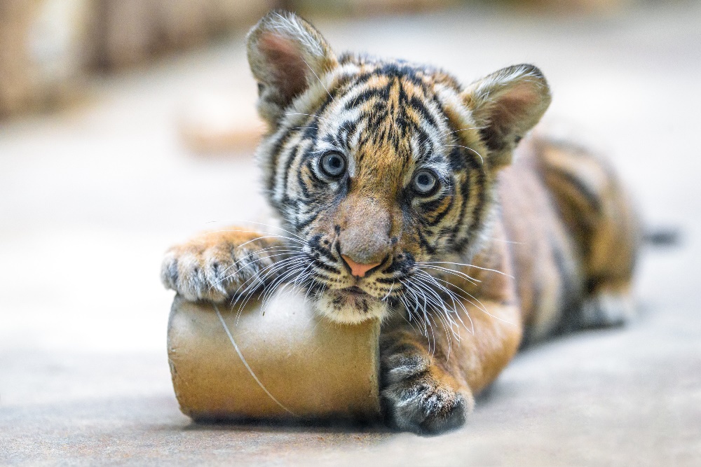 Sameček Bulan může někomu připadat jako mazlíček, skrývá se v něm však nebojácná šelma. Foto: Petr Hamerník, Zoo Praha