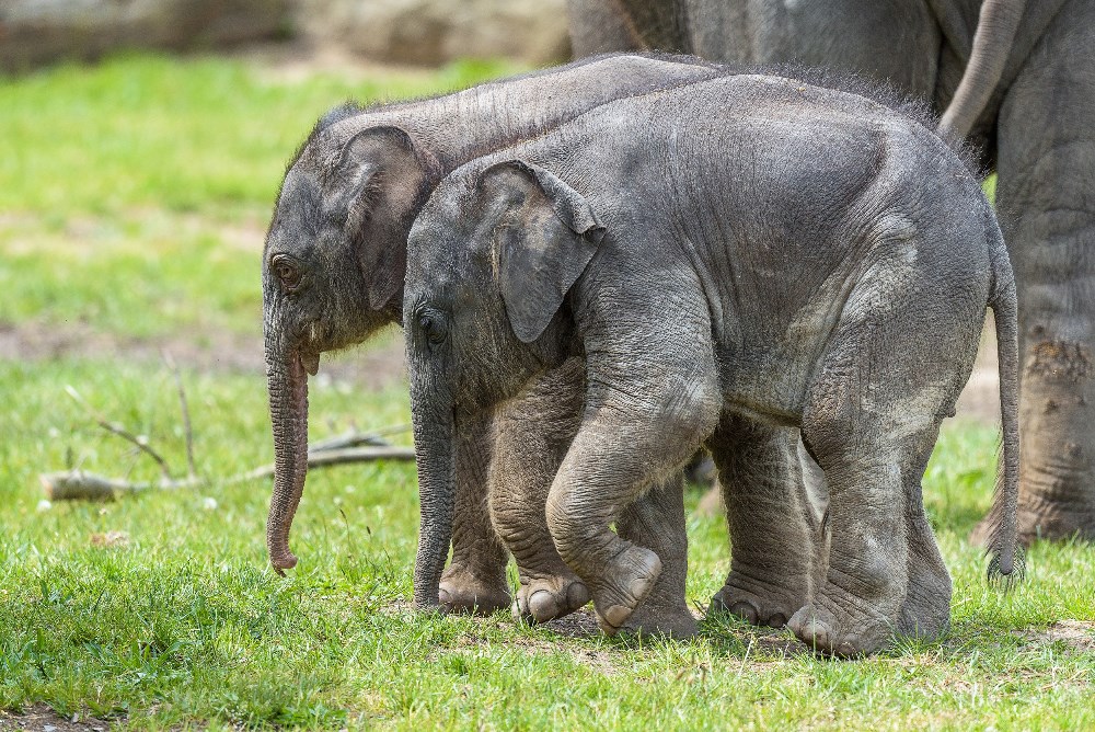 „Pražský zázrak“. Dvě krátce po sobě narozené samičky slona indického v Zoo Praha. Foto: Petr Hamerník, Zoo Praha.