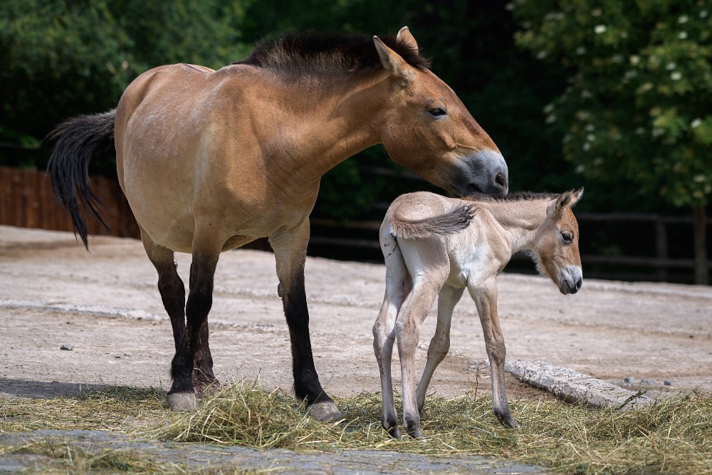 Nově narozený hřebec je v pořadí již pátým mládětem klisny Jessicy.  Foto: Petr Hamerník, Zoo Praha