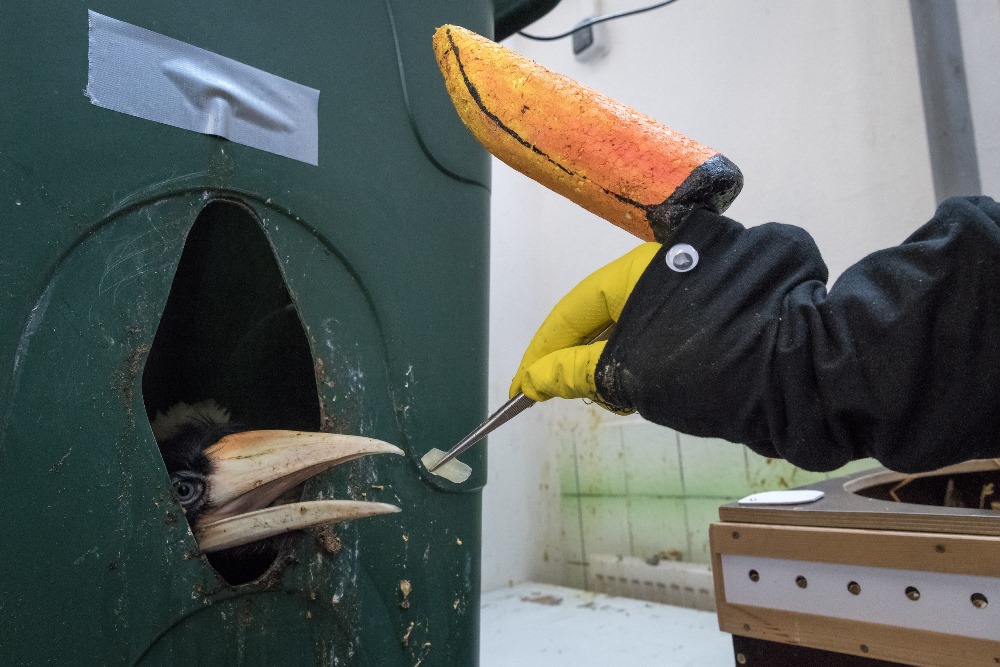 Na „maňáskovi“, který je věrnou napodobeninou dospělého dvojzoborožce, si chovatelé z pražské zoo dali opravdu záležet. Aby připomínal samici, přizpůsobili dokonce i duhovku umělého oka. Foto: Petr Hamerník, Zoo Praha.