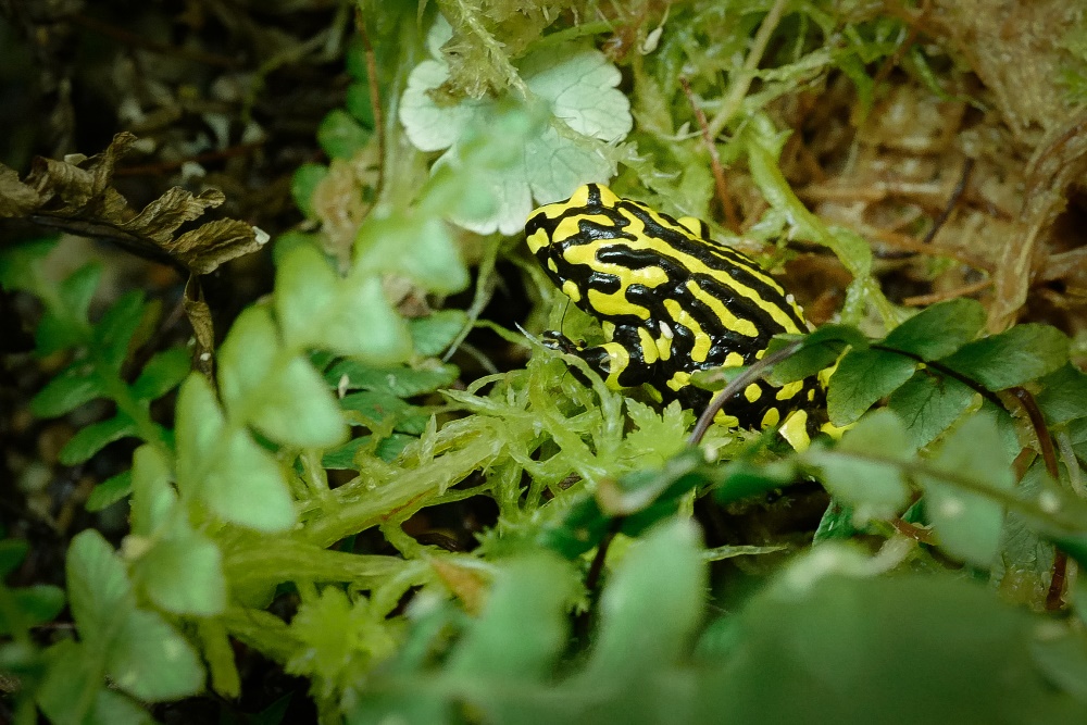 The fires in Australia affected not only marsupials or birds, but also other groups of animals, such as this small frog with a big story, the corroboree frog. There were roughly fifty individuals living in the wild, what is left of this wild population after the fires is unknown. Photo: Miroslav Bobek, Prague Zoo