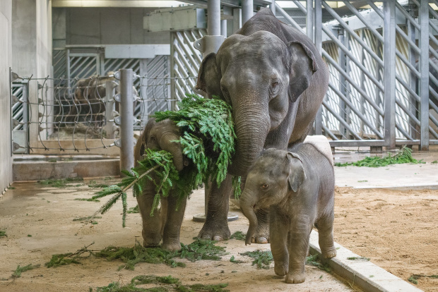 Největší radost zavládla v pavilonu slonů, kde se slůňata, zejména Maxmilián, se svými matkami o větve a stromky doslova přetahovala. Petr Hamerník, Zoo Praha