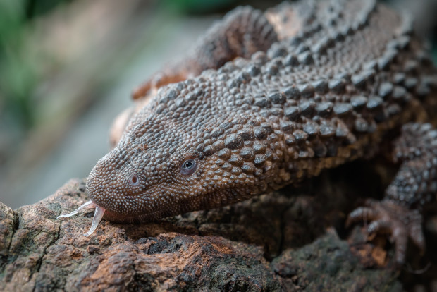 Photo: Petr Hamerník, Prague Zoo