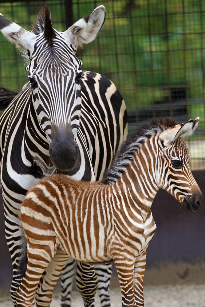 Chovatelé teď pouštějí mládě s matkou za příznivého počasí každý den na dvorek. Foto: Tereza Mrhálková, Zoo Praha.