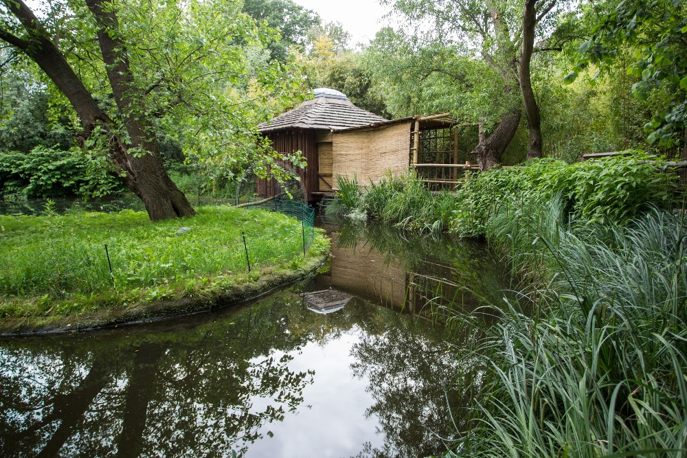 Nový pavilonek pro kotuly veverovité vznikl v expozičním celku Vodní svět a Opičí ostrovy v dolní části Zoo Praha. Foto: Tereza Mrhálková, Zoo Praha.