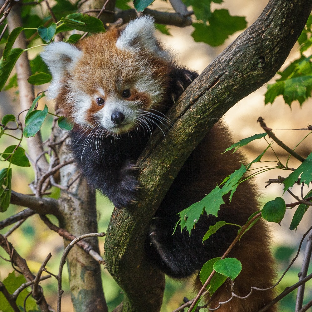 Vzácný přírůstek, mládě pandy červené, se čím dál více rozkoukává a osměluje ve venkovním výběhu. Foto: Lenka Pastorčáková, Zoo Praha.