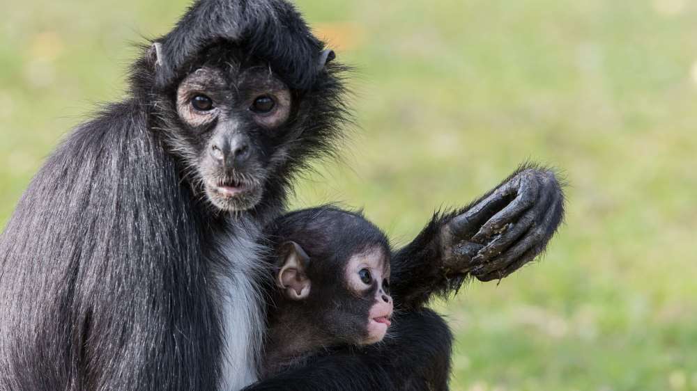 Malá Teila je páté mládě samice Taluly. Foto Vít Lukáš, Zoo Praha