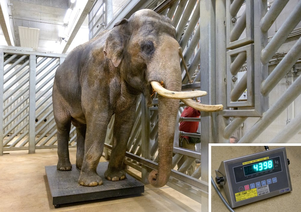 Zoo Praha se připravuje na narození dalších dvou slůňat, která by se měla narodit patrně v březnu. Otcem očekávaných slůňat je Ankhor, původem z Barmy. Ten momentálně váží 4 398 kg. Foto: Petr Hamerník, Zoo Praha.