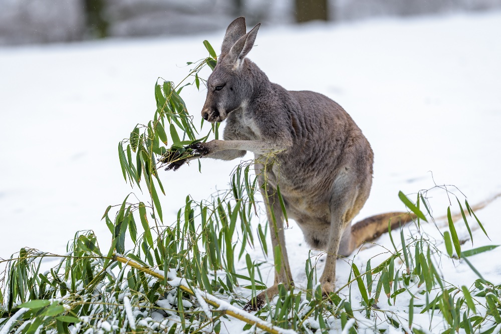 Klokan rudý si na sněhu užívá svou hostinu. Foto: Petr Hamerník, Zoo Praha