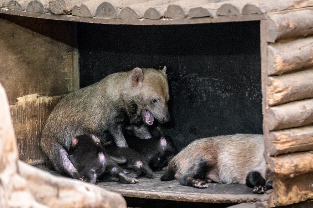 Jde již o šestý vrh pražského páru těchto zvláštních jihoamerických šelem. Foto: Petr Hamerník, Zoo Praha