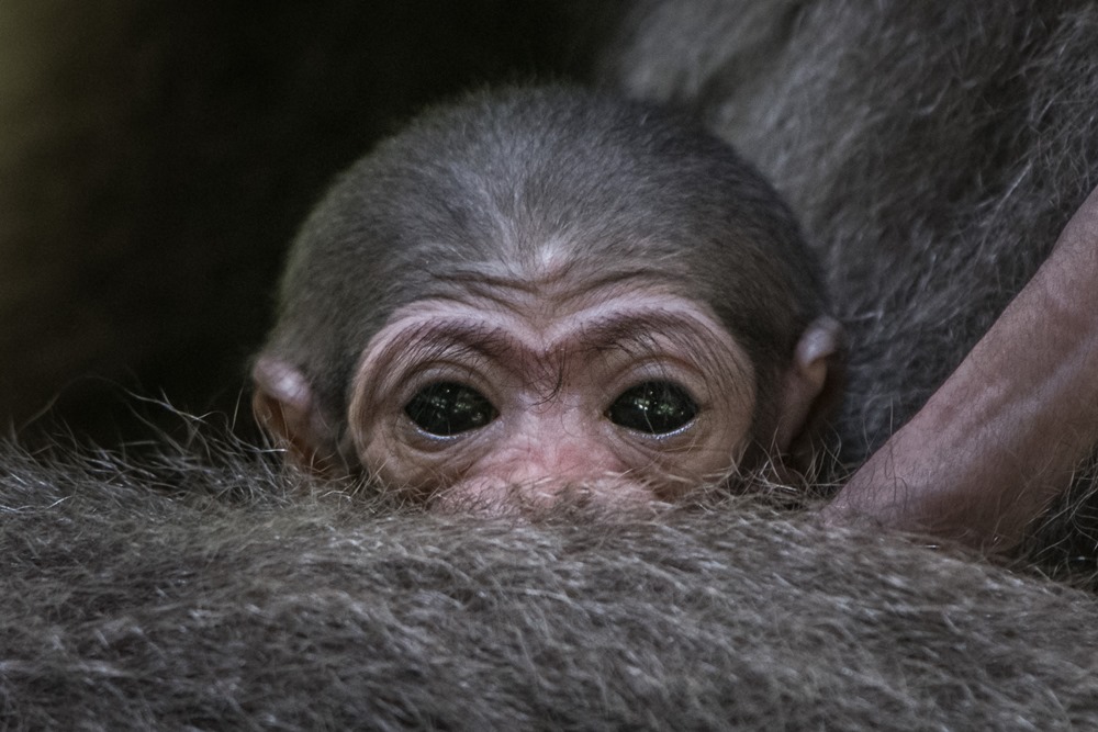 Mládě gibona stříbrného si mohou návštěvníci prohlédnout v dolní části zoo, na jednom z tzv. opičích ostrovů. Foto: Vít Lukáš, Zoo Praha.