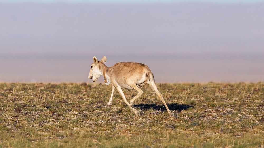 Mongolian saigas look like animals from another time. Thanks to the female with the telemetric collar, funded by Prague Zoo, scientists can learn more about the life of this critically endangered species. Photo: Miroslav Bobek, Prague Zoo