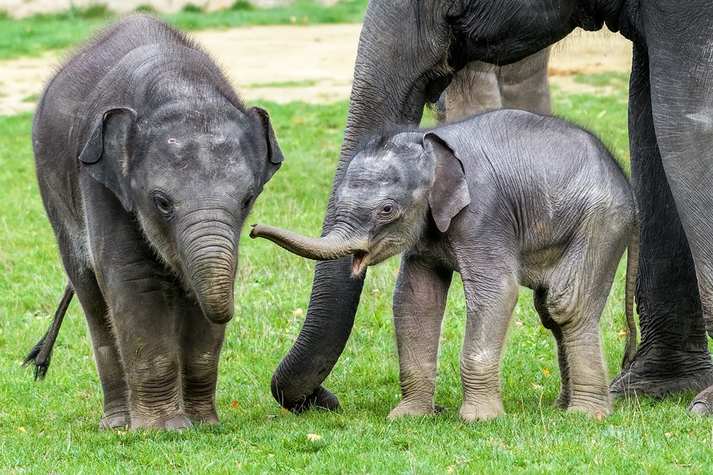 Sloní sameček Rudolf ve věku tří týdnů společně se starším Maxem. Foto Petr Hamerník, Zoo Praha