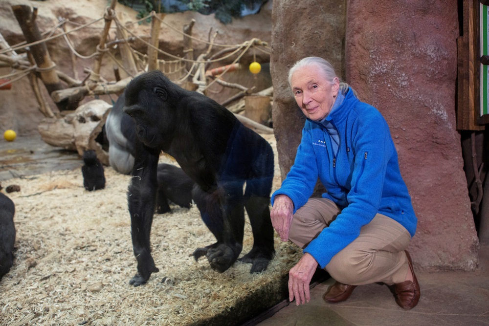 In December, Prague Zoo was visited by legendary primatologist and wildlife protector, Jane Goodall. Photo Václav Šilha, Prague Zoo