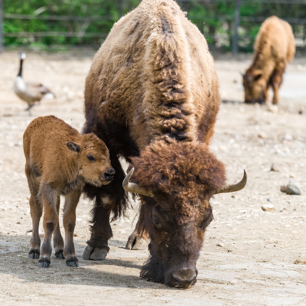 Týden staré mládě bizona je k vidění spolu se zbytkem stáda ve výběhu nedaleko rozhledny Obora. Foto: Petr Hamerník, Zoo Praha