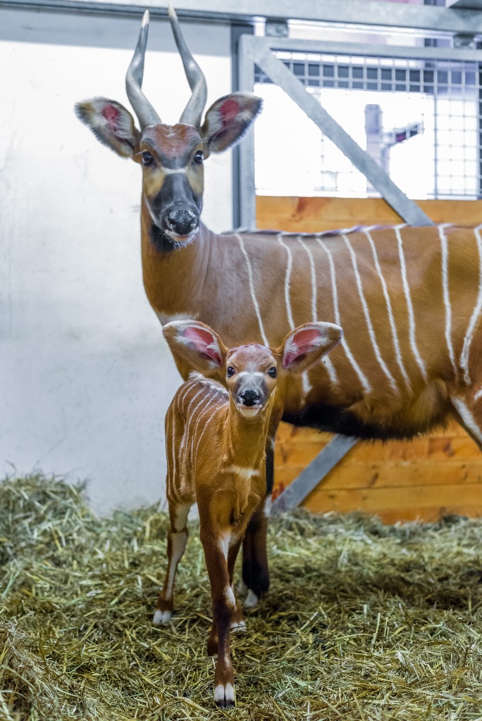 Samička bonga horského se narodila v pátek 27. února jako druhé mládě samice Maureen a samce Chadima. Foto: Petr Hamerník, Zoo Praha