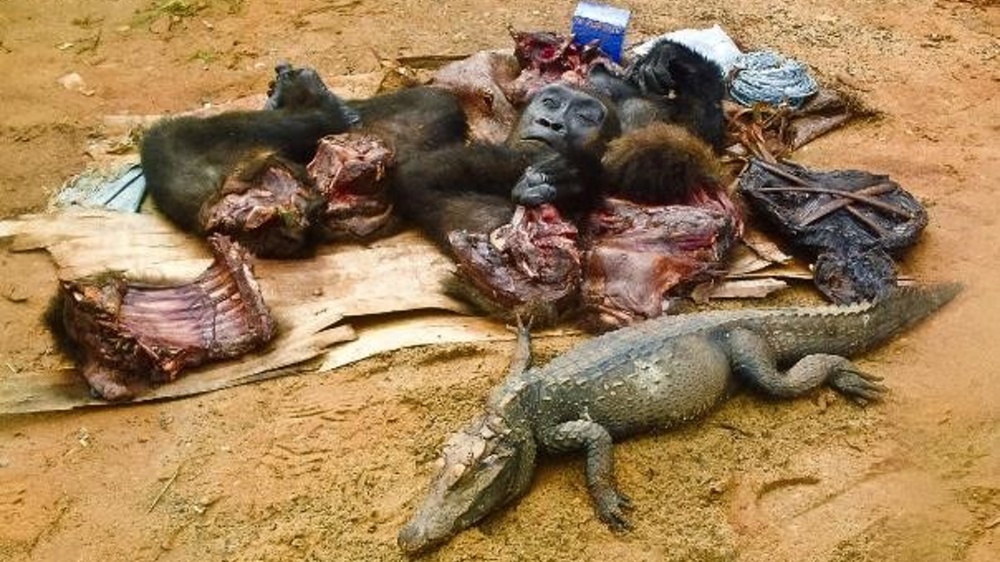 Bushmeat čili maso divokých zvířat zaujímá v Kamerunu významný podíl ve stravě místních obyvatel. Lov se bohužel nevyhýbá ani silně ohroženým druhům včetně goril, šimpanzů, slonů nebo luskounů. Foto: Laga Cameroon