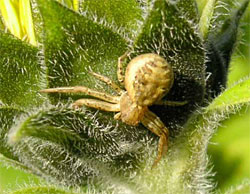 Běžník hřebenitý