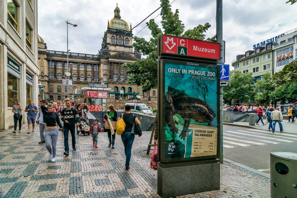 The traditional summer campaign continues with the hit of the season, the opening of the Giant Salamander Pavilion. Photo Petr Hamerník, Prague Zoo