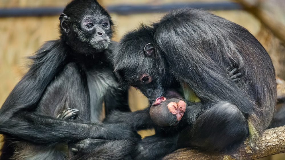 Chápan středoamerický, foto: Petr Hamerník, Zoo Praha