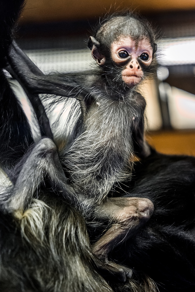 Březnová fotografie malého chápana. Jak moc od té doby povyrostl? Přijďte se podívat v neděli 14. května. Foto: Petr Hamerník, Zoo Praha
