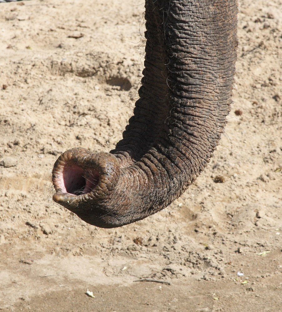 Chobot samce Mekonga, foto: Martin Smrček, Zoo Praha
