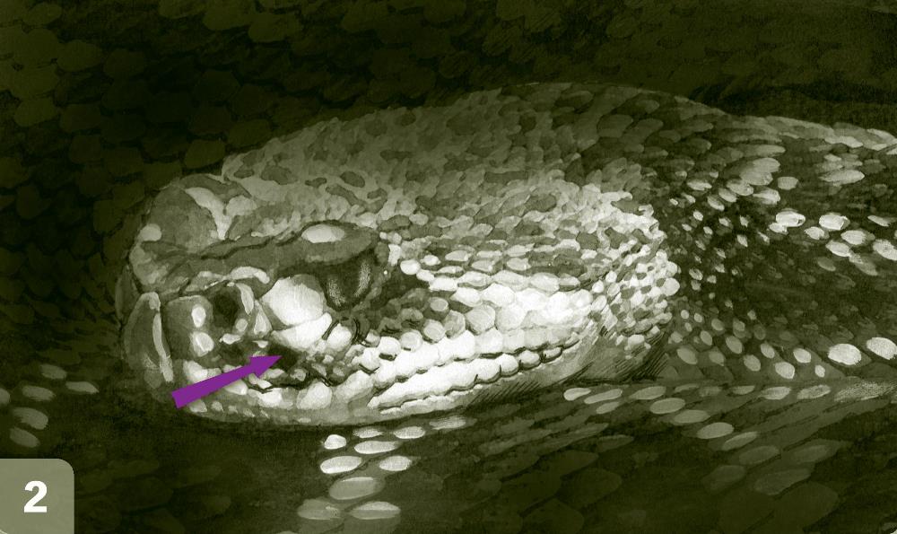 Chřestýš - Rattlesnake
