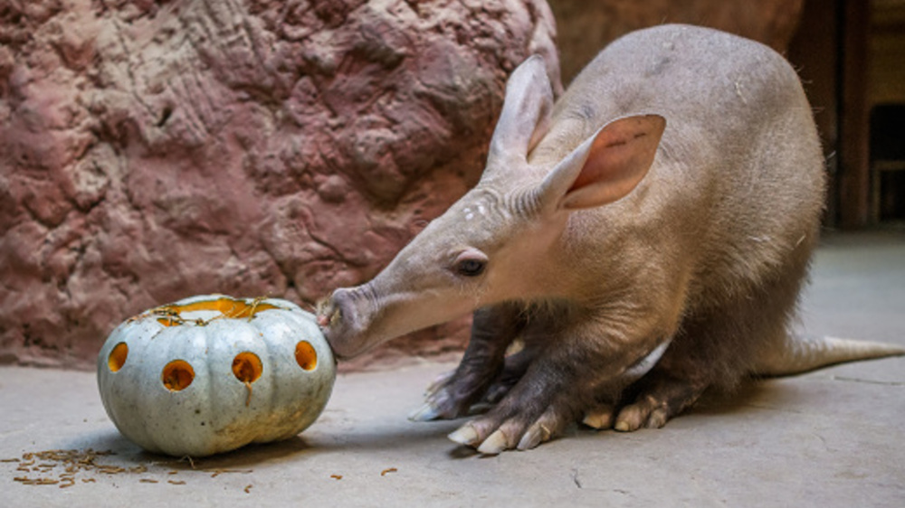 Foto: Petr Hamerník, Zoo Praha