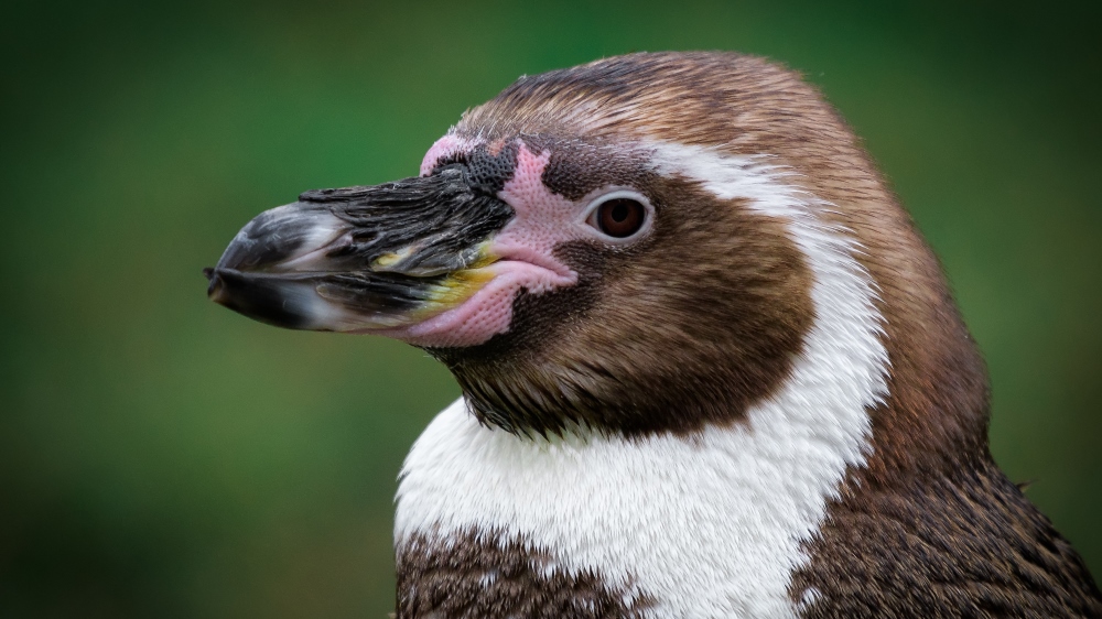 Foto: Petr Hamerník, Zoo Praha