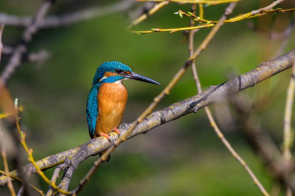 K pozorování ledňáčka říčního je třeba vyrazit k vodě. Foto: Petr Hamerník, Zoo Praha