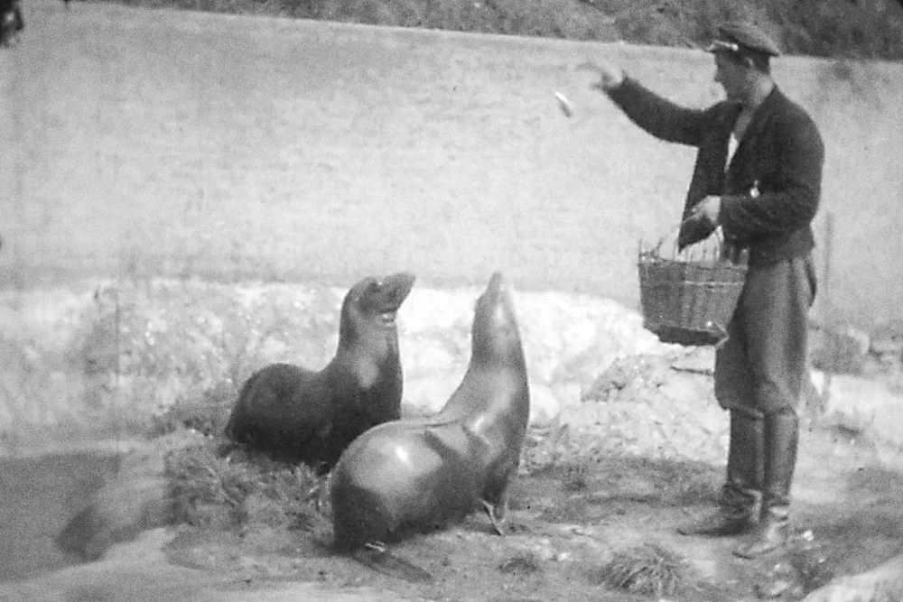 Ve filmech natočených doposud neznámým „kinoamatérem“ je zachyceno i krmení lachtanů Batula a Hýty, které Zoo Praha věnoval Vlasta Burian.  Foto: Kredit Österreichisches Filmmuseum