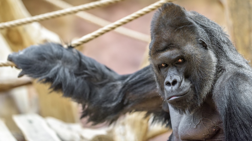 Foto: Petr Hamerník, Zoo Praha