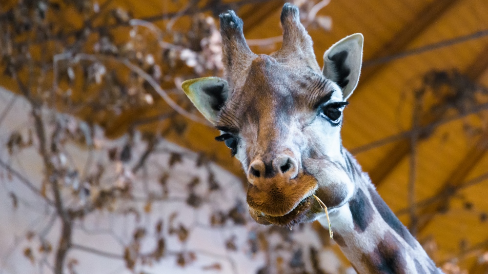 Foto: Petr Hamerník, Zoo Praha