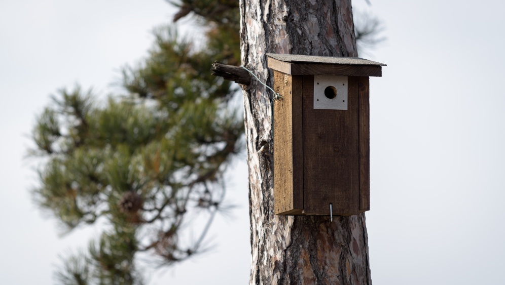 Ukázka jedné z budek umístěných v areálu Zoo Praha. Oplechovaný vstupní otvor chrání hnízdo před strakapoudy a veverkami, šikmá střecha s přesahem a sklonem od kmene stromu odvádí vlhkost pryč, celá přední stěna je odklopitelná pro kontrolu a čištění. Foto: Petr Hamerník, Zoo Praha Ukázka jedné z budek umístěných v areálu Zoo Praha. Oplechovaný vstupní otvor chrání hnízdo před strakapoudy a veverkami, šikmá střecha s přesahem a sklonem od kmene stromu odvádí vlhkost pryč, celá přední stěna je odklopitelná pro kontrolu a čištění. Foto: Petr Hamerník, Zoo Praha