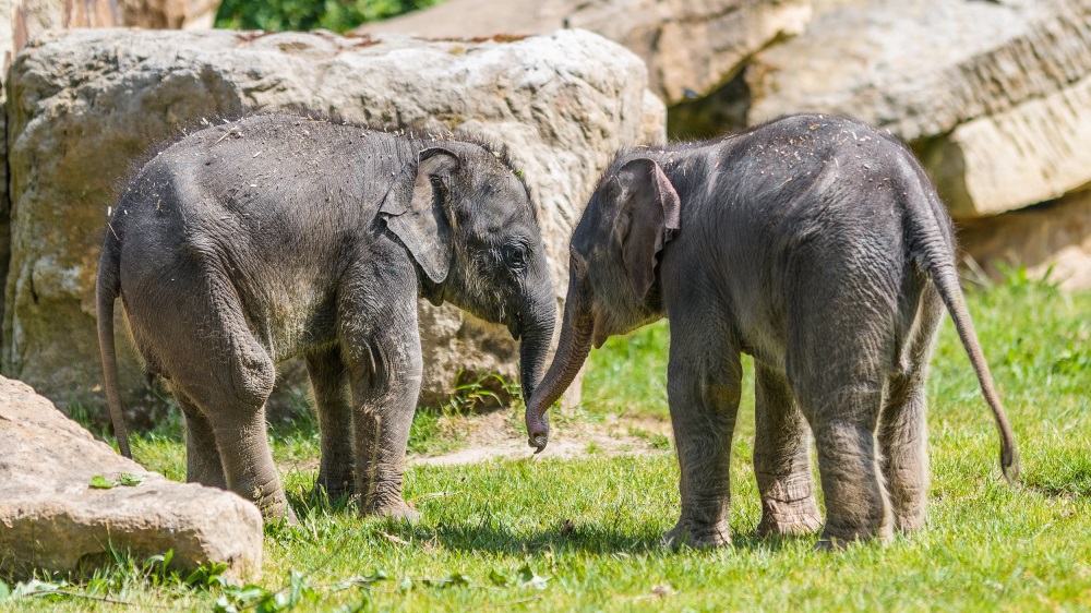 Samičky slona indického, které se v Zoo Praha narodily krátce po sobě na konci března a na začátku května, si pravidelně užívají venkovního výběhu. Foto: Petr Hamerník, Zoo Praha.