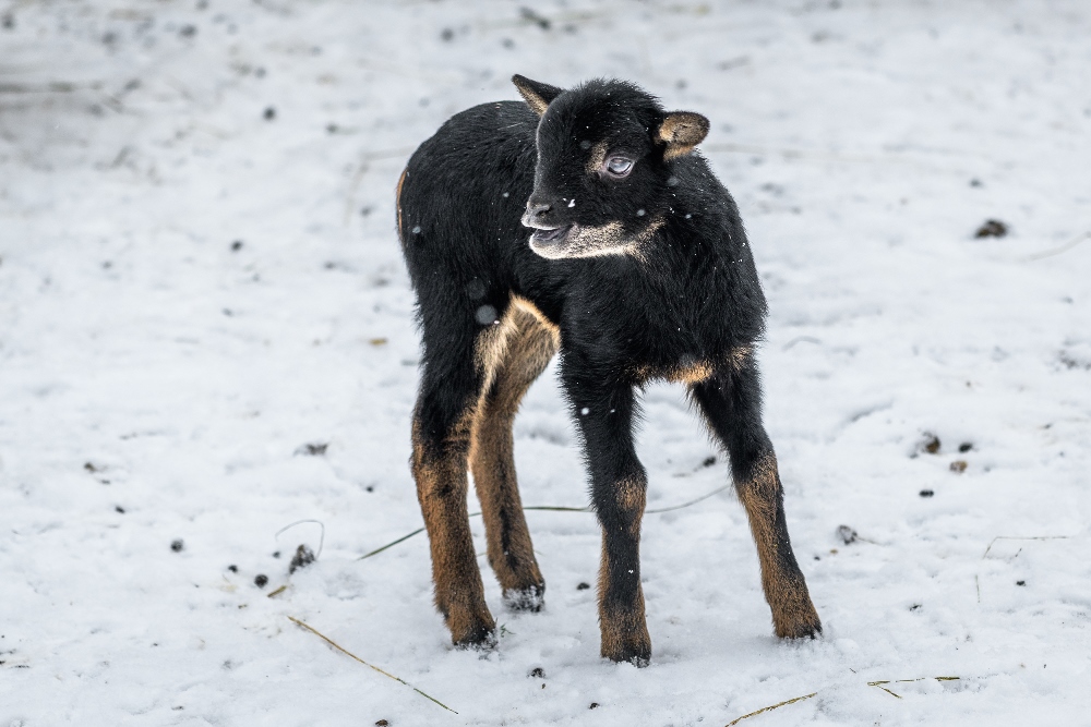 Foto: Petr Hamerník, Zoo Praha