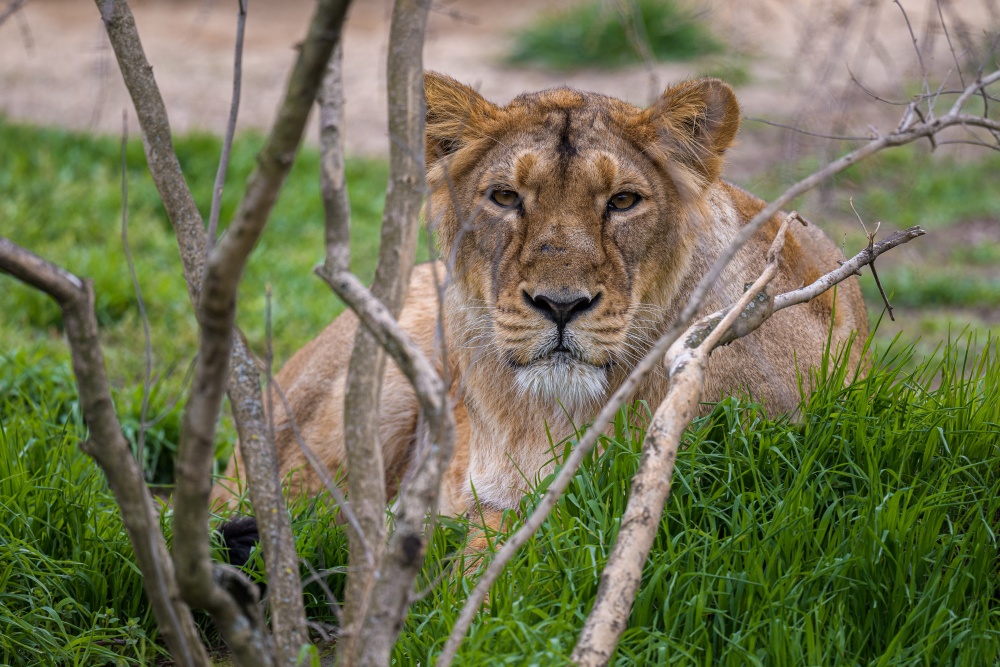 Samice lva indického Ginni, foto: Petr Hamerník, Zoo Praha