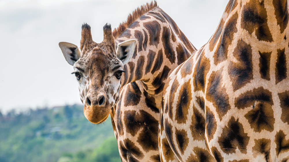 Foto: Petr Hamerník, Zoo Praha