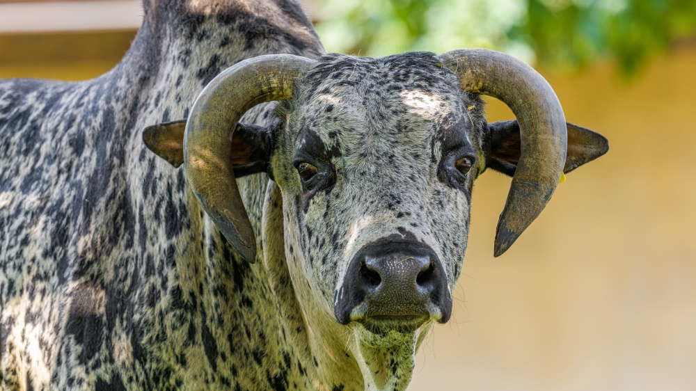 Photo: Petr Hamerník, Prague Zoo