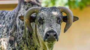 Photo: Petr Hamerník, Prague Zoo