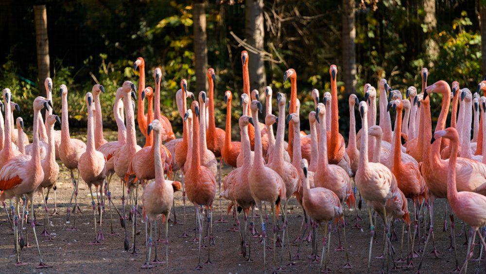 Foto: Petr Hamerník, Zoo Praha