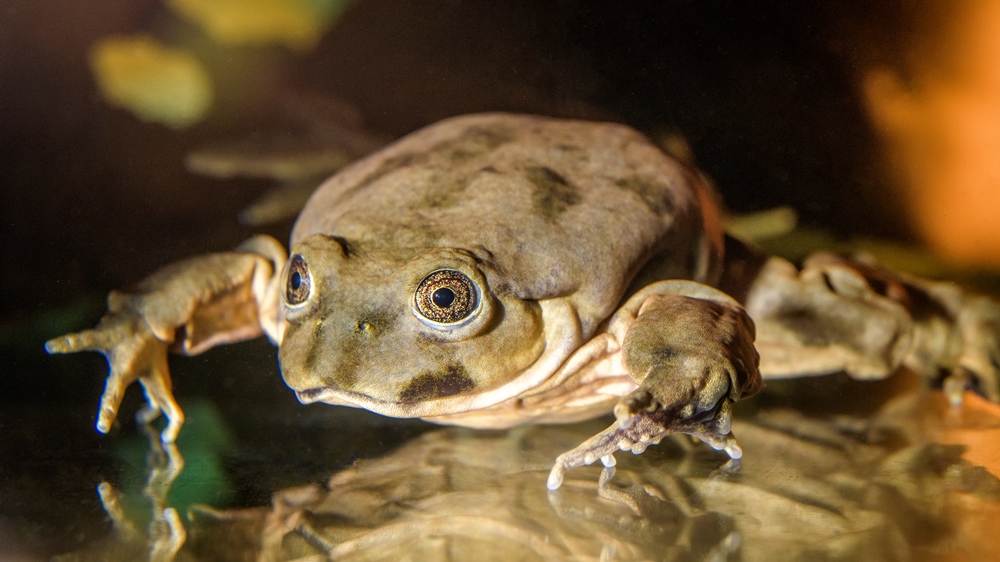 Foto: Petr Hamerník, Zoo Praha 