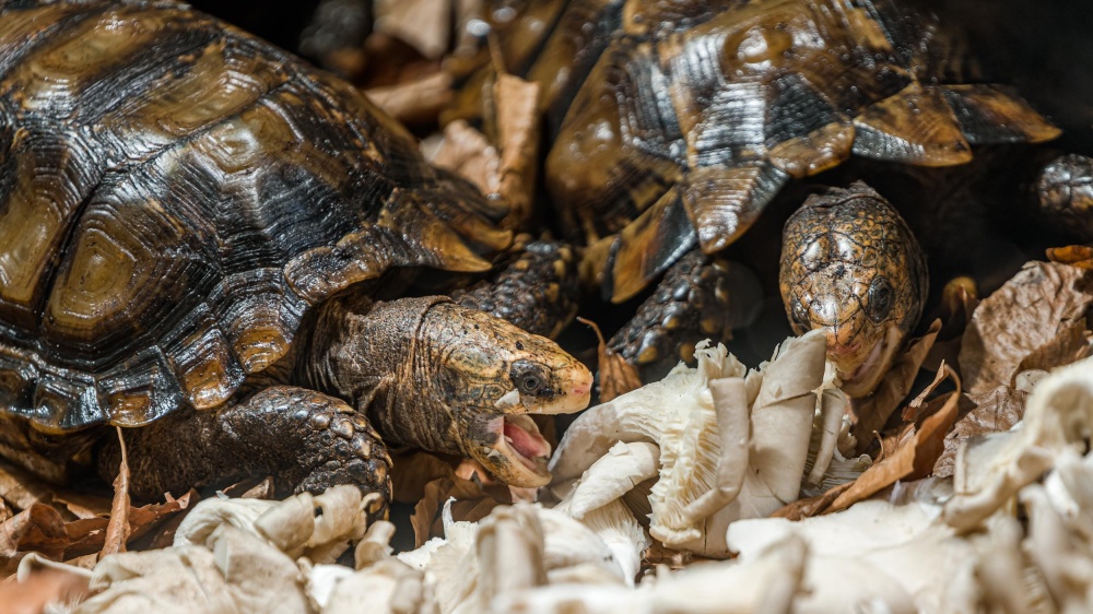 Želva dlaždicovitá, foto: Petr Hamerník, Zoo Praha