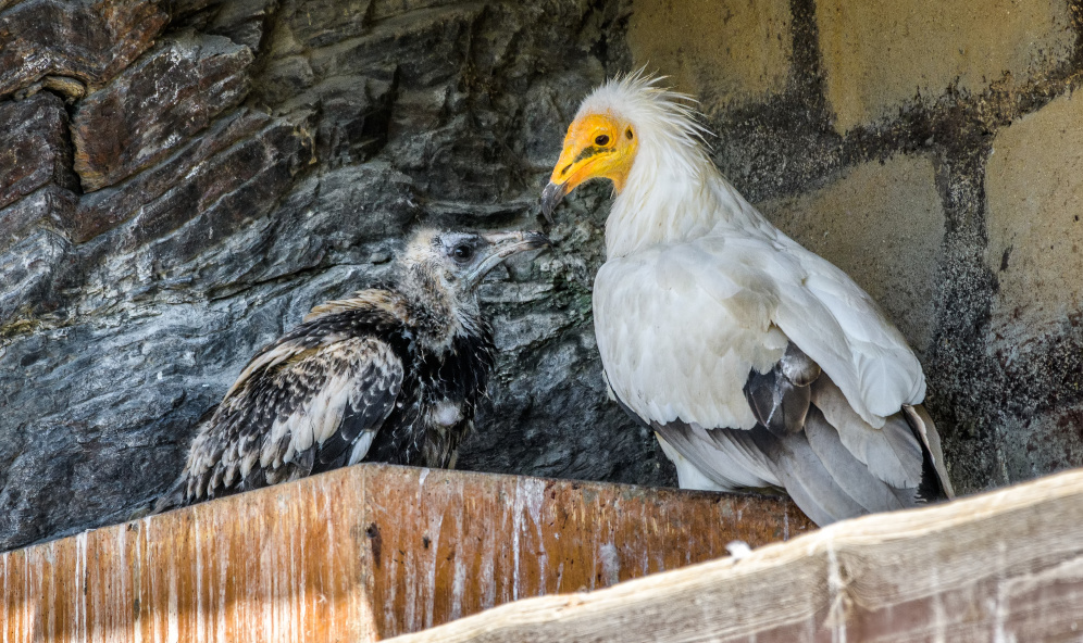 Sup mrchožravý s mládětem na hnízdě ve voliéře v Zoo Praha. Foto: Petr Hamerník, Zoo Praha