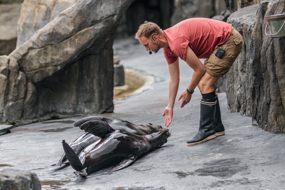 Chovatel Jakub Mezei při tréninku lachtanů jihoafrických, samice Ronja (v popředí) a Daisy, foto: Petr Hamerník, Zoo Praha