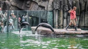 Chovatel Jakub Mezei při tréninku lachtanů, foto: Petr Hamerník, Zoo Praha