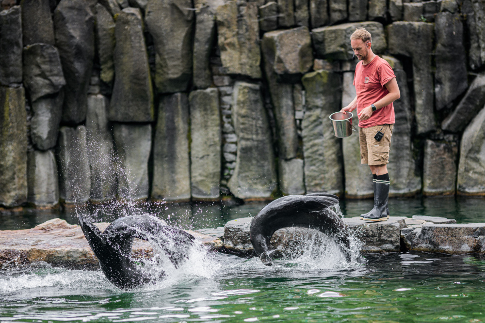 Chovatel Jakum Mezei při tréninku lachtanů, foto: Petr Hamerník, Zoo Praha