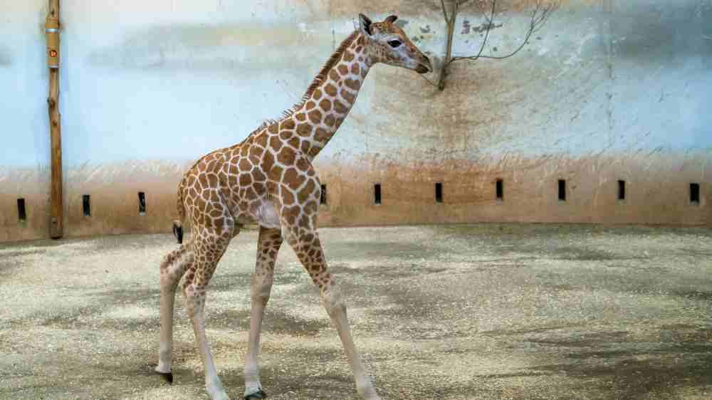 Foto: Samičce, jejíž jméno během nedělních křtin slavnostně odhalí Iva Pazderková, se zatím přezdívá Modelka. Foto: Petr Hamerník, Zoo Praha